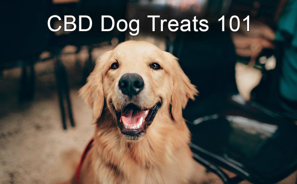 cbd dog treats 101